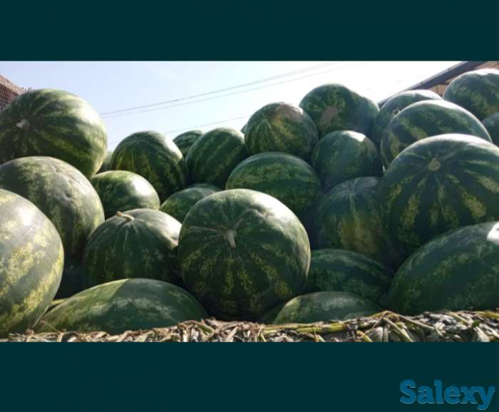 Арбузы, фотография 2