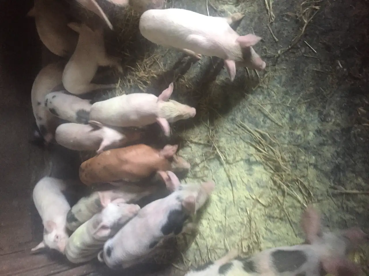 Продам породистых поросят, фотография 1