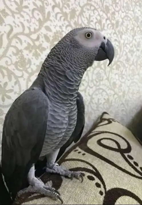 Попугай жако Рокки 2 года Даром, фотография 1