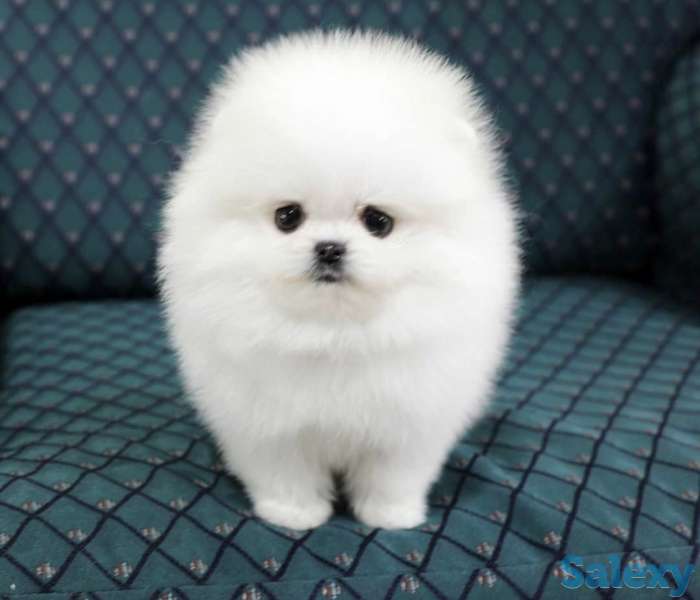 Красивая, пушистая прелесть., фотография 3