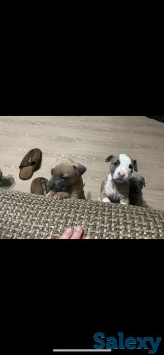 Стаффордширский терьер (стаффорд), фотография 5