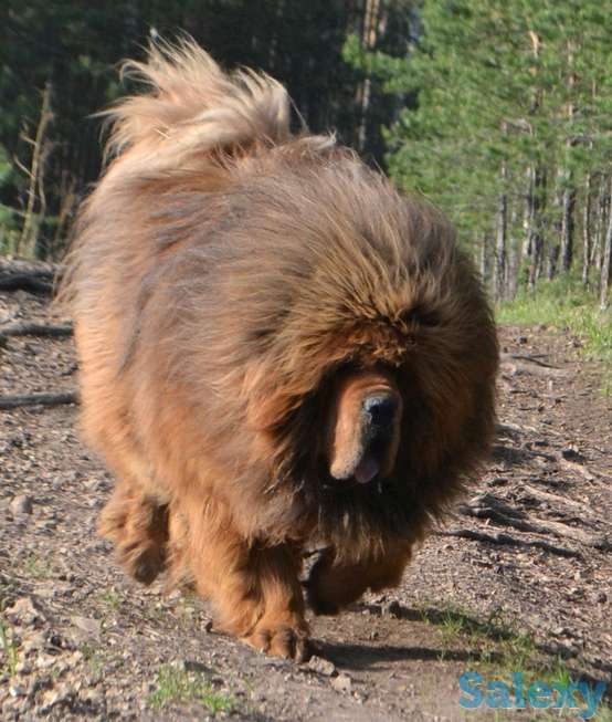 Щенки Тибетского Мастифа питомника Аймако, фотография 2