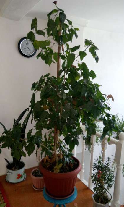 Домашние и офисные цветы, фотография 1