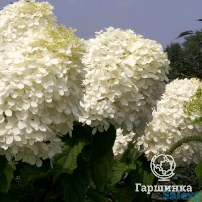 Гортензия фантом, фотография 1