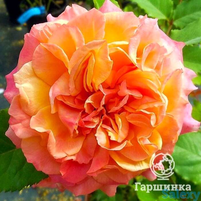 Роза ла вилла котта, кордес, фотография 1