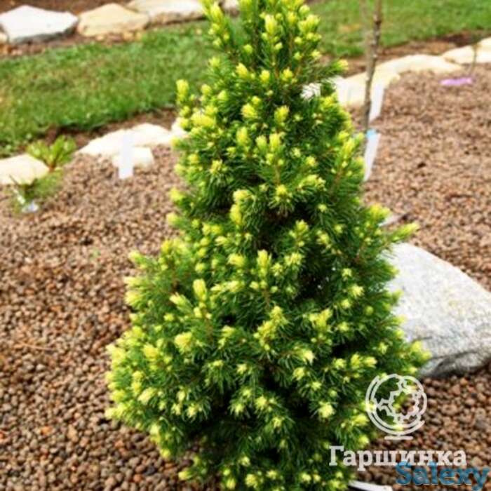 Ель канадская рэйнбоуз энд, фотография 1