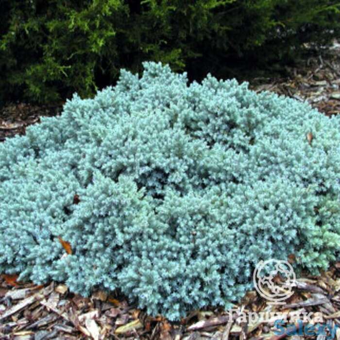Можжевельник чешуйчатый Блу Стар, фотография 1