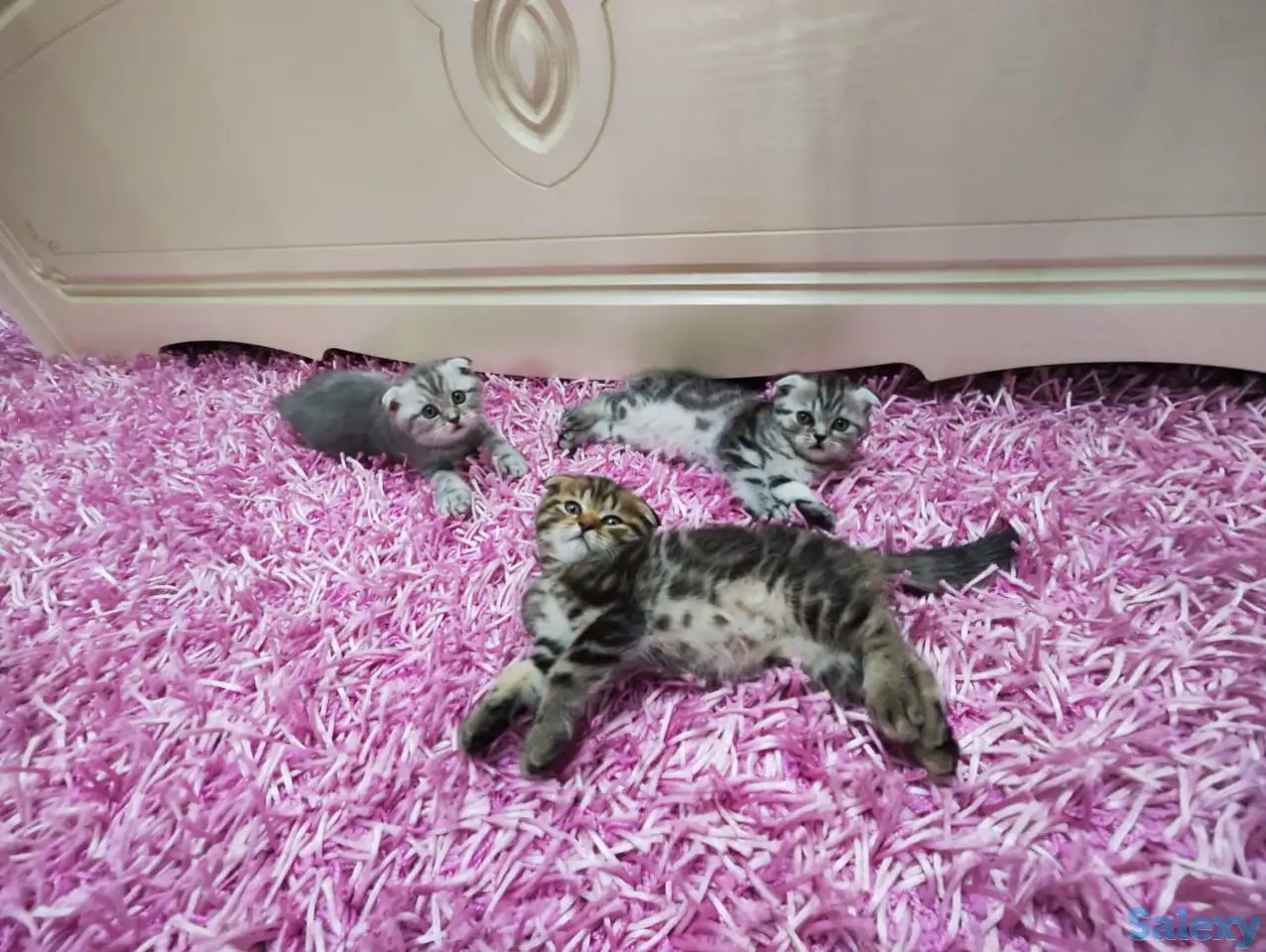 Продаются шотландские вислоухие котята, фотография 1