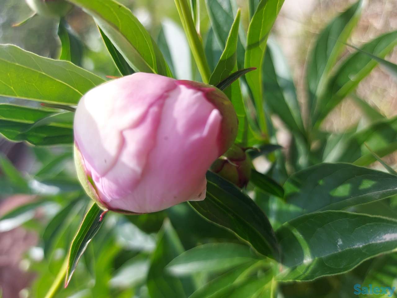 Пионы букеты Пионы с сада, фотография 1