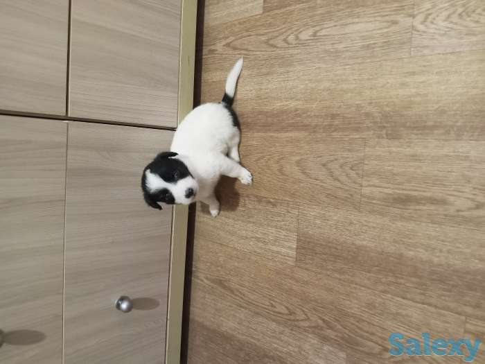 Отдам щенка в добрые руки, фотография 1