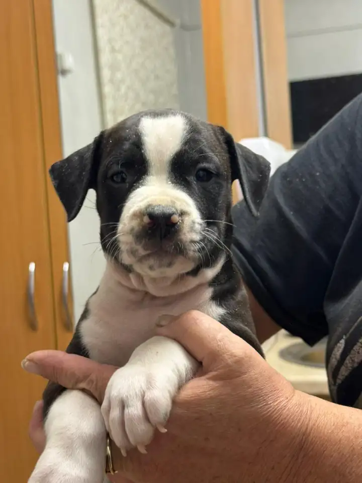 Щенки американского стаффордширского терьера, фотография 7