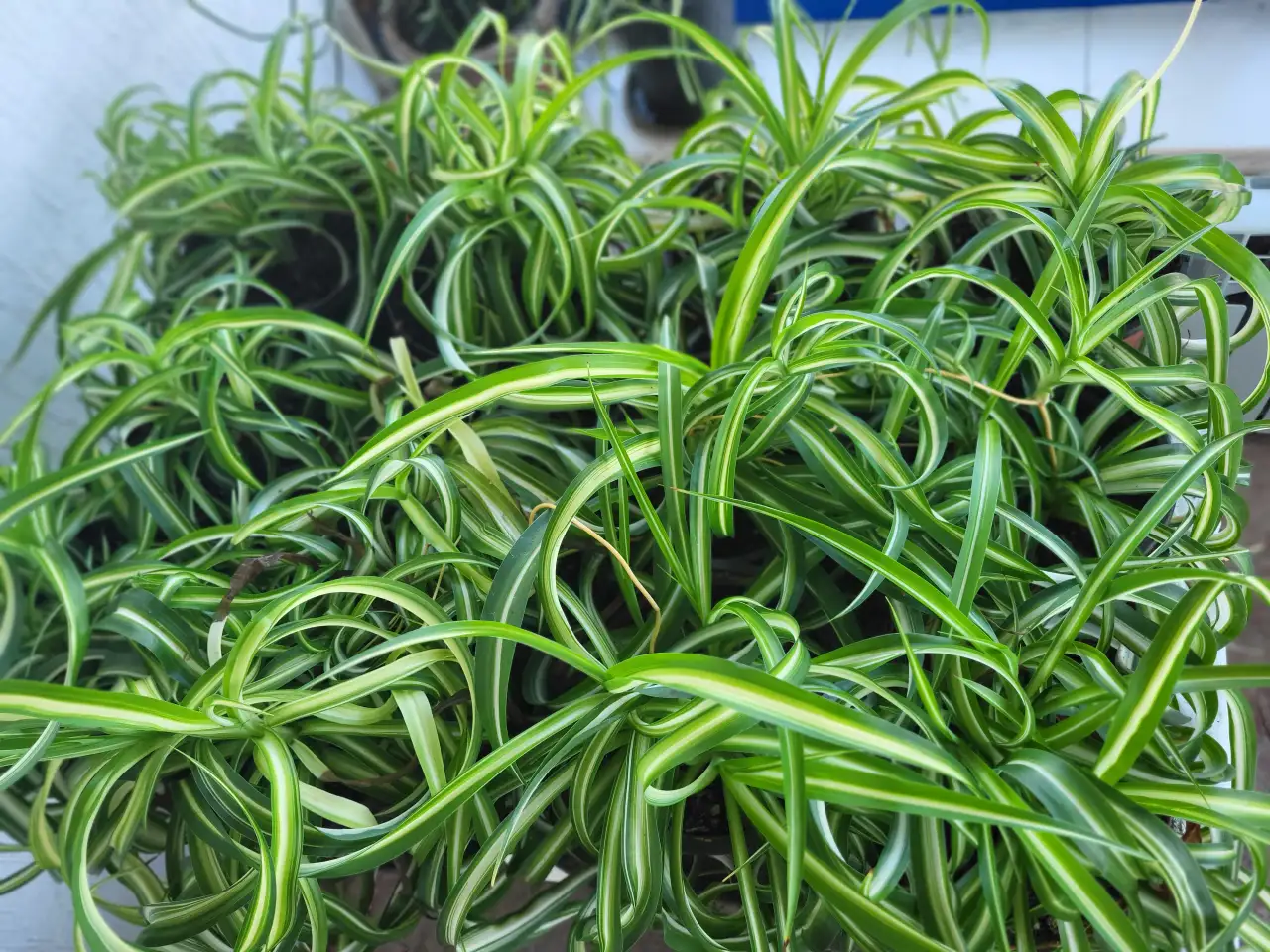 Хлорофитум, фотография 2