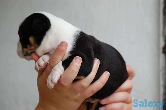 Белоснежки, фотография 3