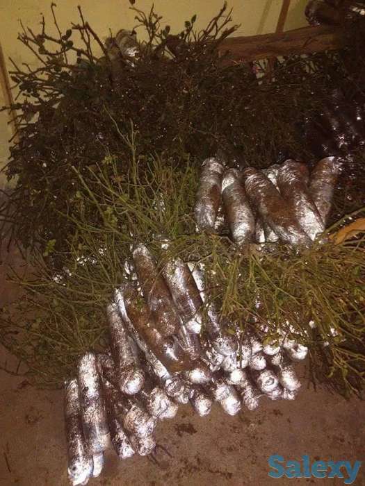 Саженец розы чайно - гибридные среднерослые Сербия, фотография 9