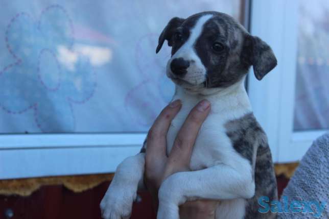 Продается щенок У иппета, фотография 1