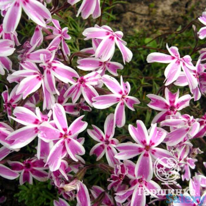 Флокс шиловидный Кэнди страйпс, фотография 1