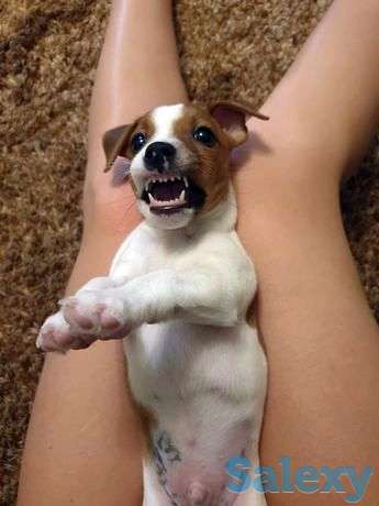 Щеночки джек Рассел терьера на выбор с 2 пометов, фотография 1