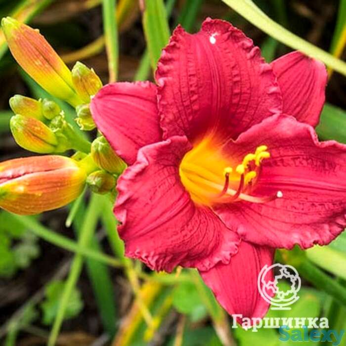 Лилейник Литл Бизнес, фотография 1