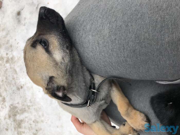 Отдаем щенят в самые лучшие руки, фотография 7