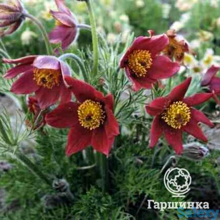 Прострел Ред/Рубра, фотография 1