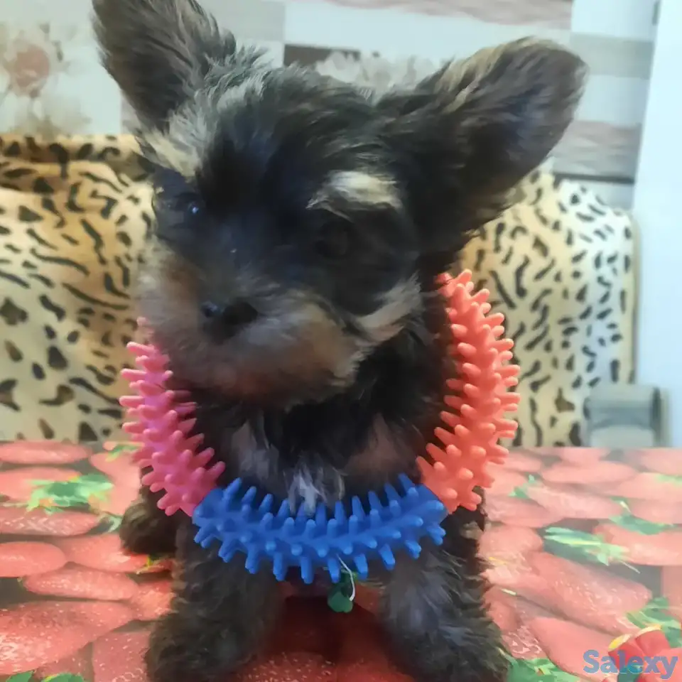 Йоркширский терьер, фотография 1