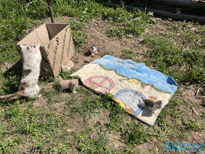 Отдам котят в хорошие руки, фотография 2