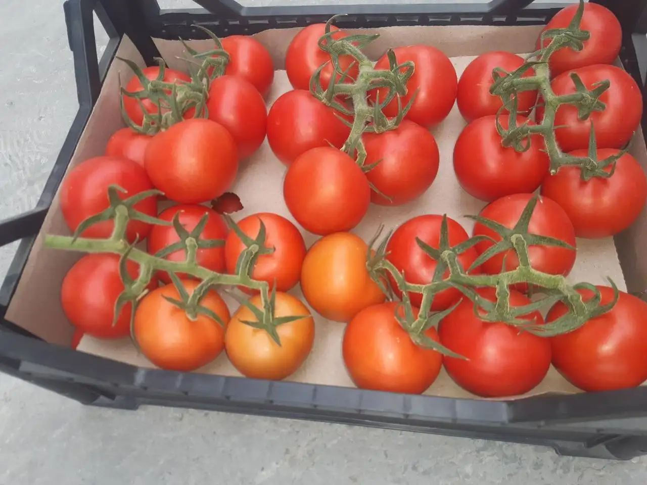 Продаю помидоры тепличные., фотография 2