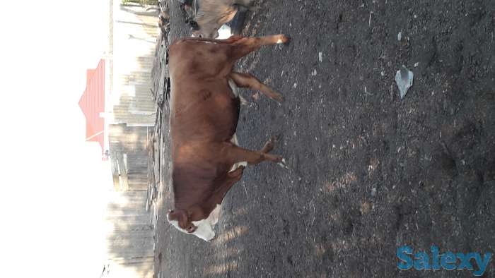 Продам бычка 1 3 комолый, фотография 2