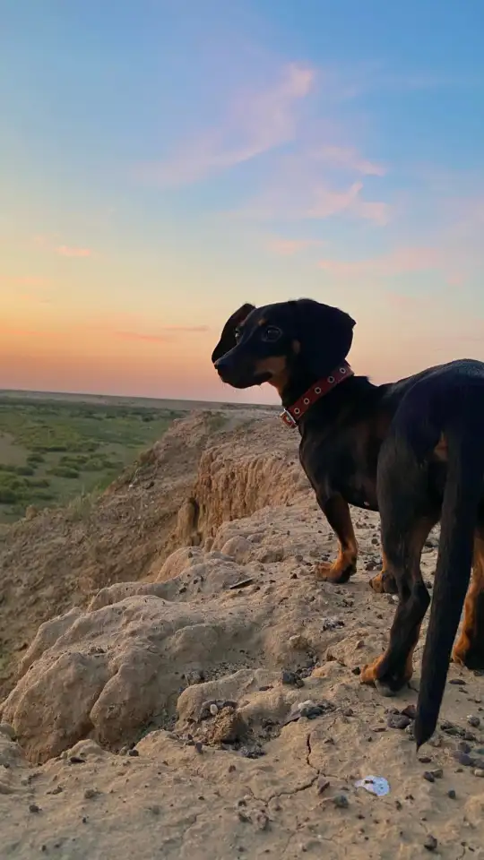 Отдам даром, фотография 2