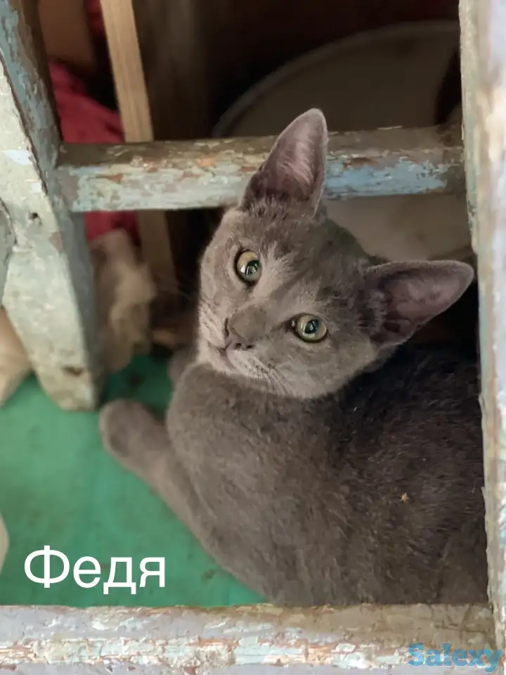 Отдам котят в добрые руки, фотография 2