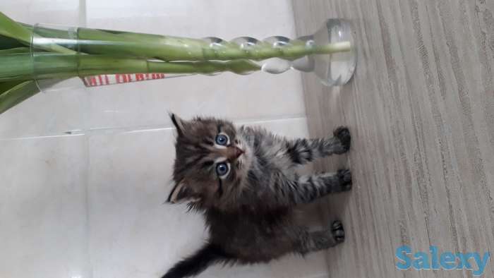 Отдам в хорошие, добрые в руки, фотография 1