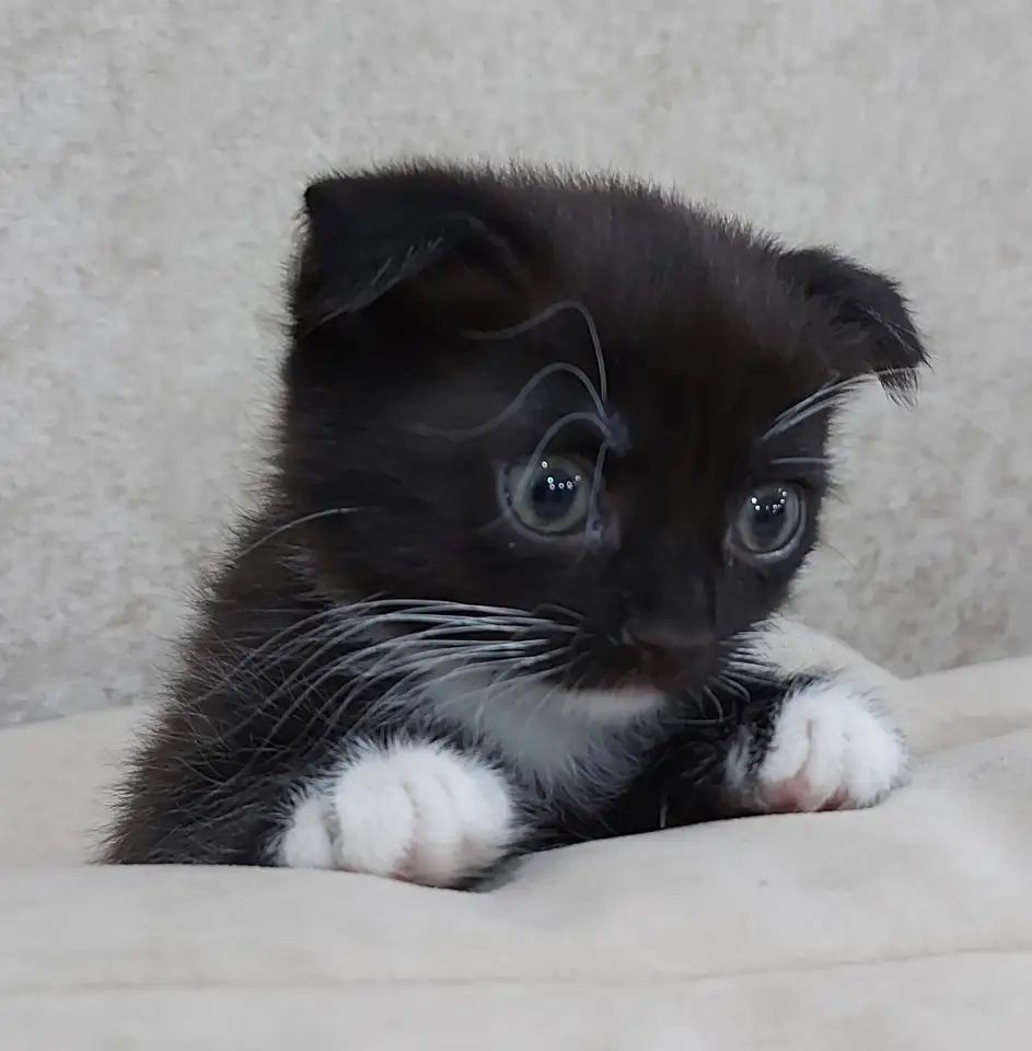 Продам красивых котят шотландской вислоухой породы, фотография 1