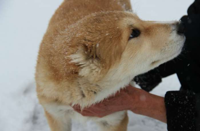 Элитные щенки алабая (тобеты) с родословной, фотография 1