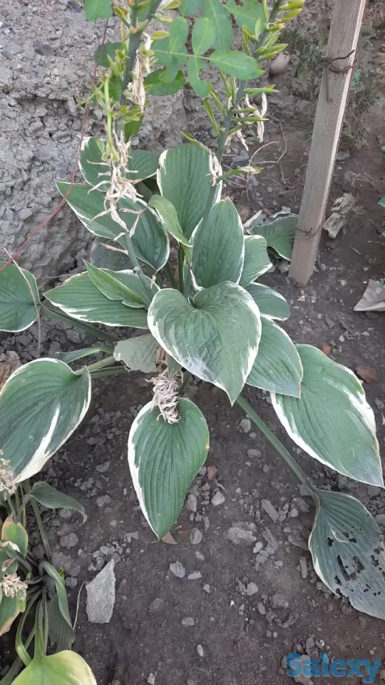 Садовник, фотография 1