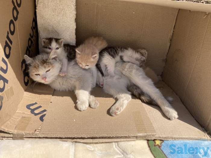 Отдам котят в хорошие руки, фотография 1