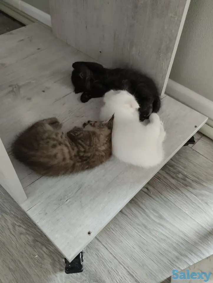 Продаются котята. Шотландская вислоухая., фотография 2