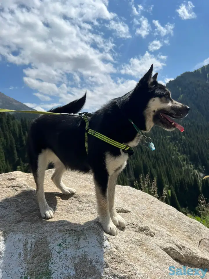 Пристраивается собака, фотография 6