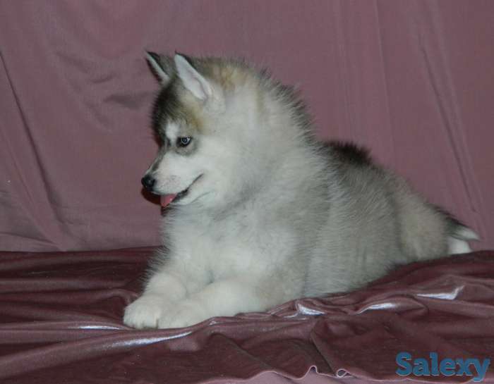 Породные щенки хаски, фотография 8