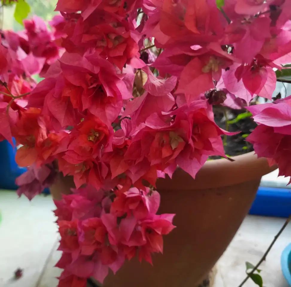 Продам роскошные Бугенвилии, фотография 1