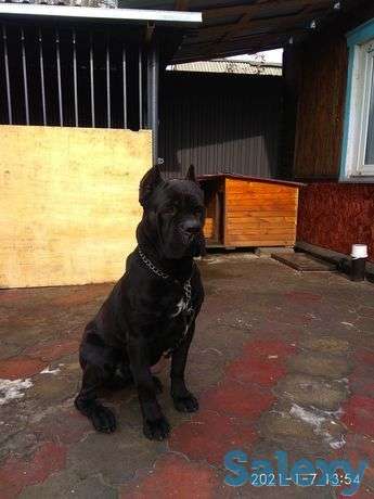 Щенки Кане Корсо, фотография 1