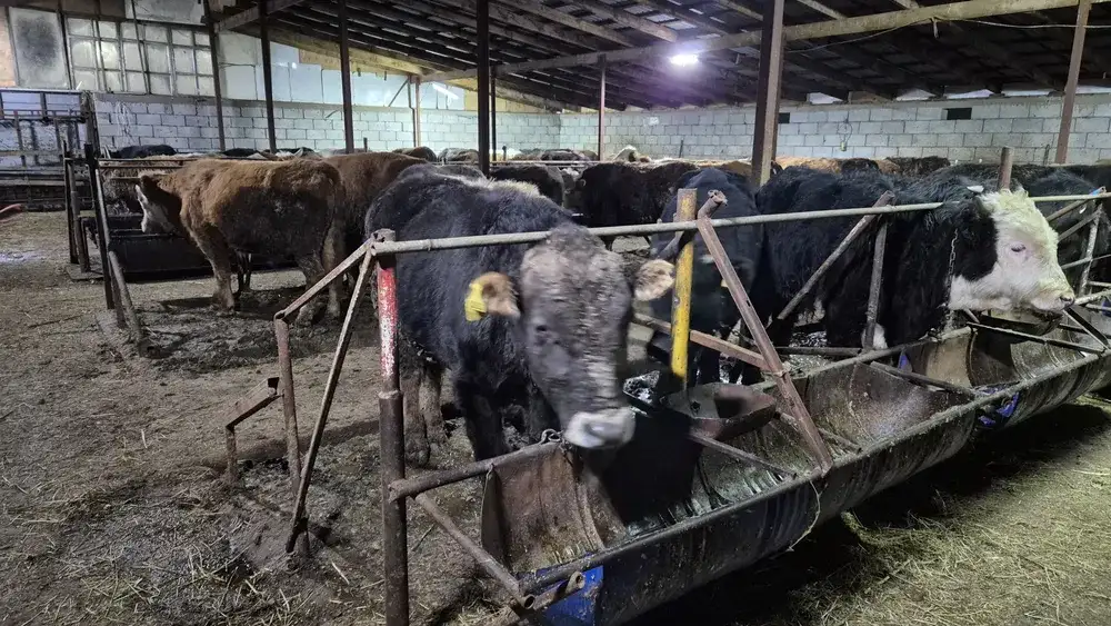 Продам бычков породы Герефордская и Абердин-Ангусская, фотография 1