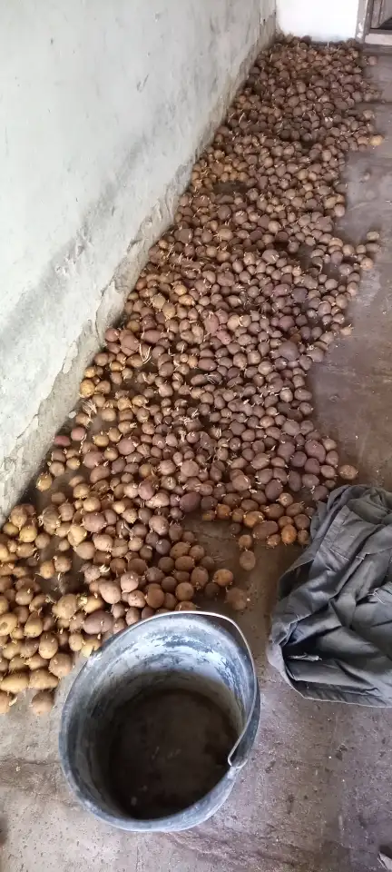 Семенная картошка  продам срочна, фотография 1