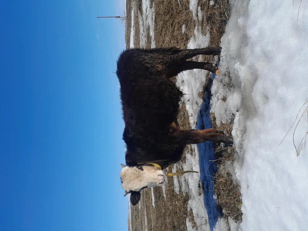 Бычок, фотография 2