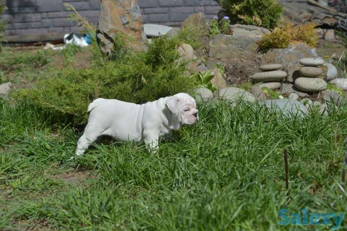 Английский бульдог, фотография 2