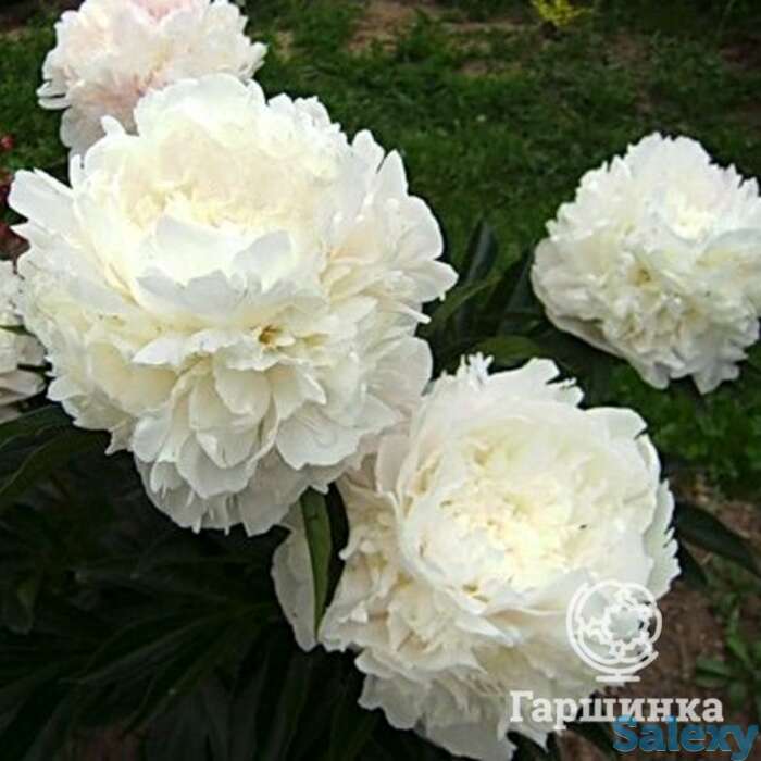 Пион мари лемуан, фотография 1