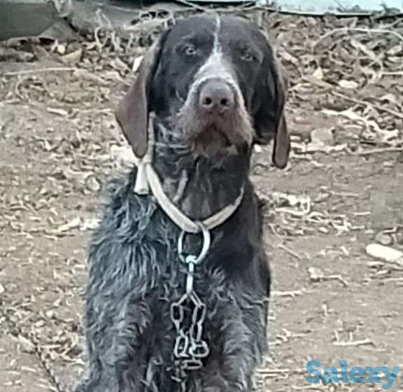 Рабочий крупный кабель на вязку с радословной, фотография 2