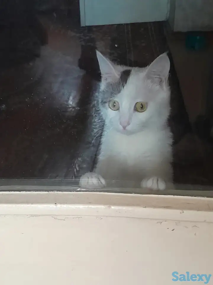 Помогите стерилизовать кошечку, фотография 3