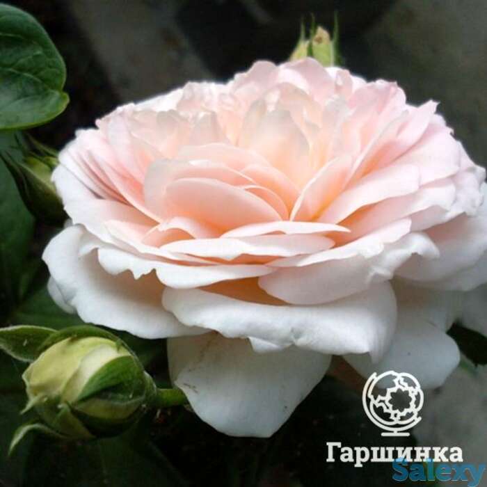 Роза амаретто флорибунда, топалович, фотография 1