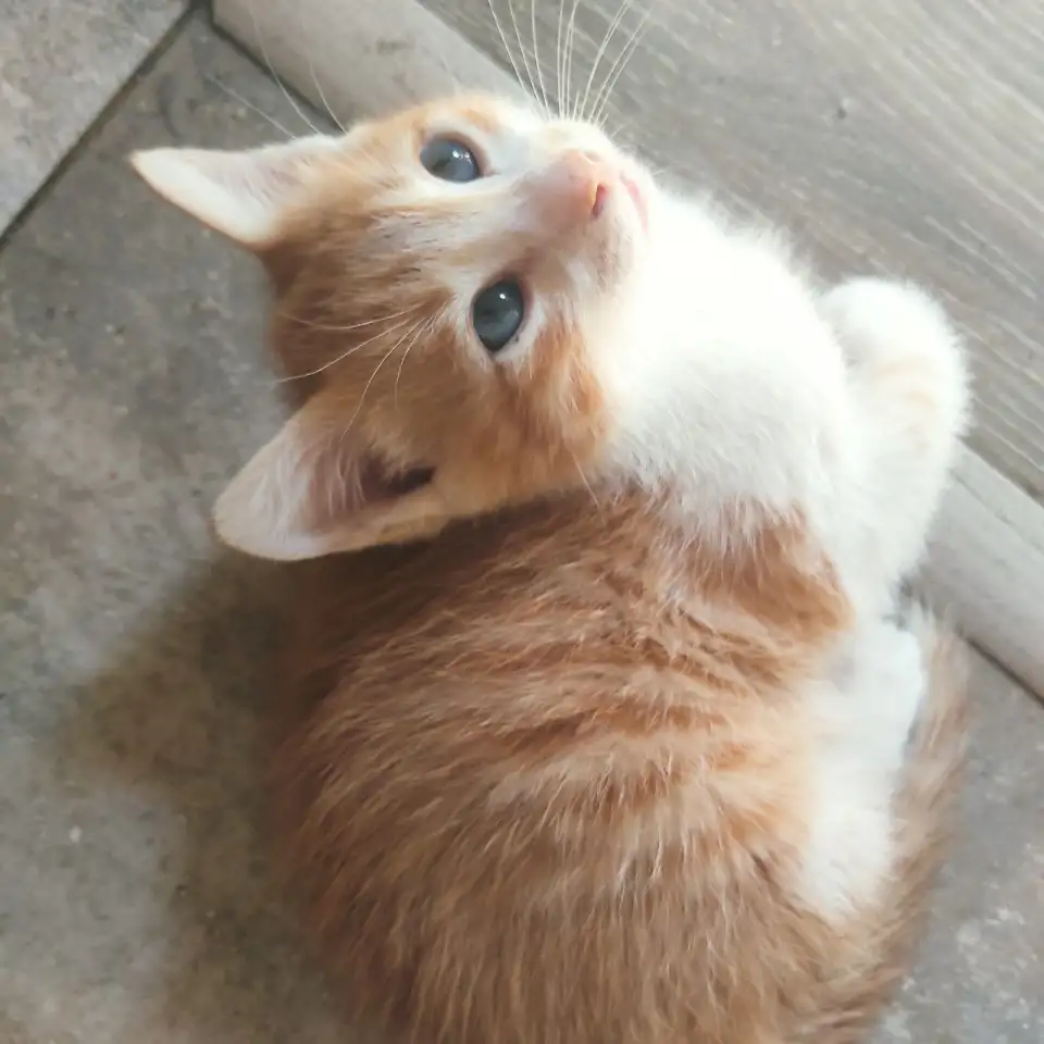 Отдам потрясающих котят в хорошие руки, можем помочь с доставкой, фотография 1