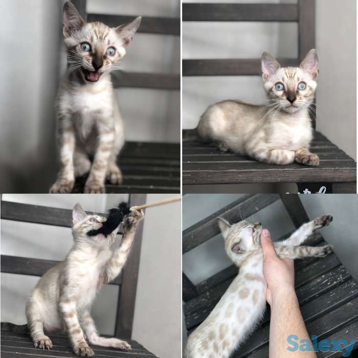 Снежные бенгальские котята в разведение и любимцы, фотография 3